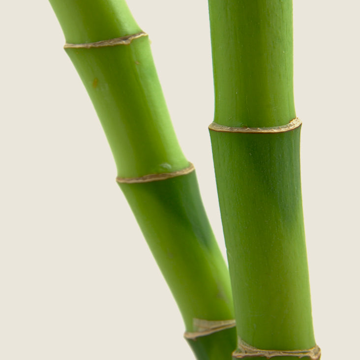Bamboo shoot silica
