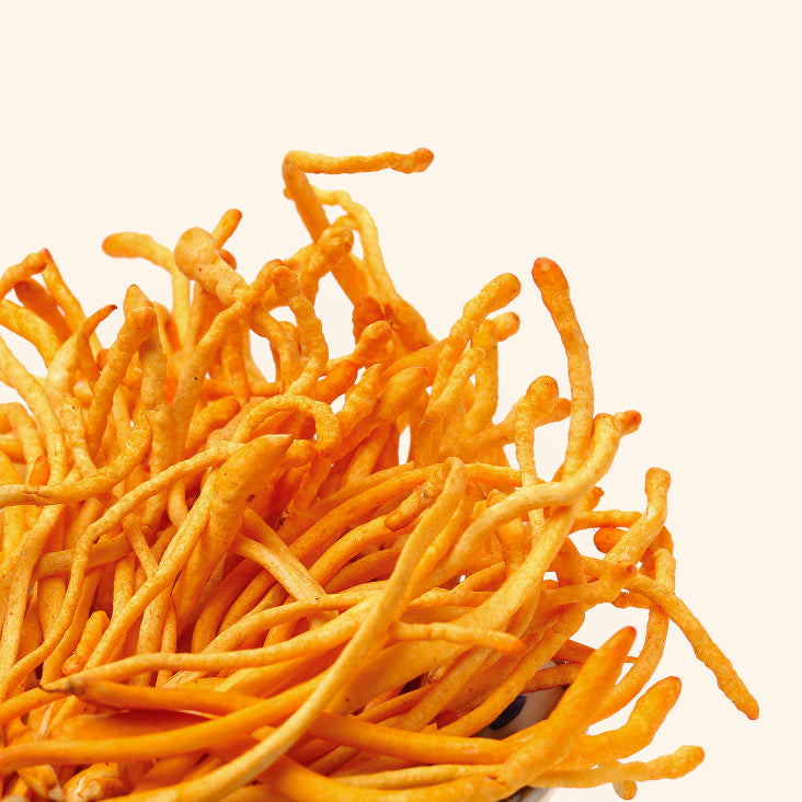 Micelio di Cordyceps