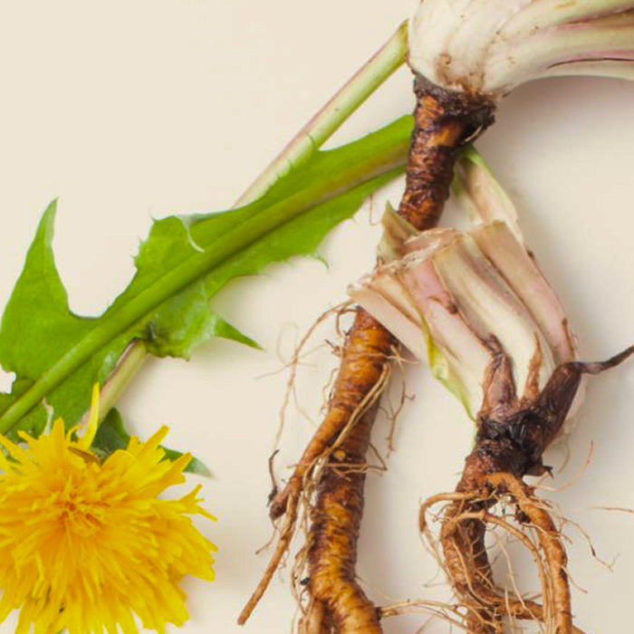 Dandelion root