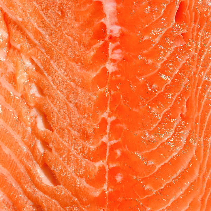 Fischöl reich an DHA & EPA