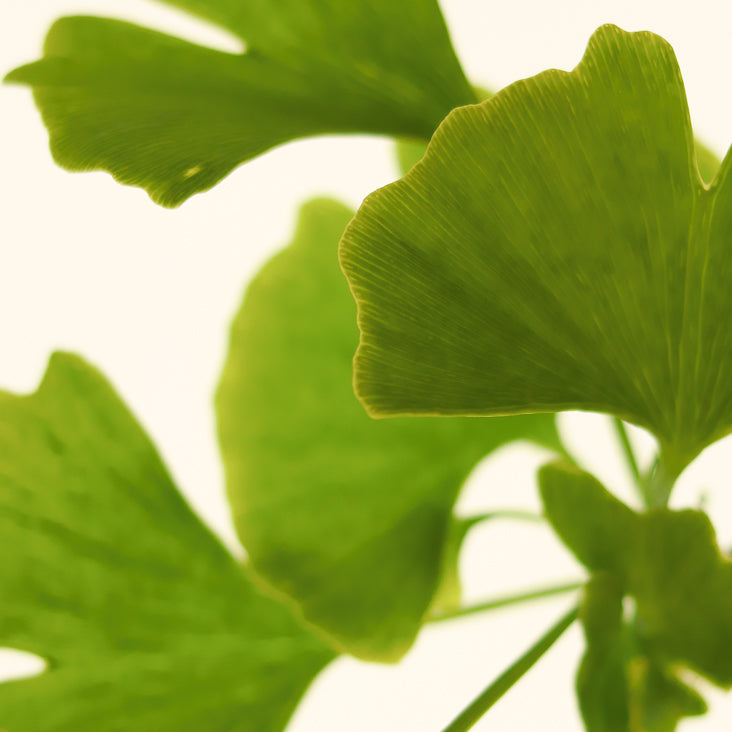 Ginkgo biloba leaf