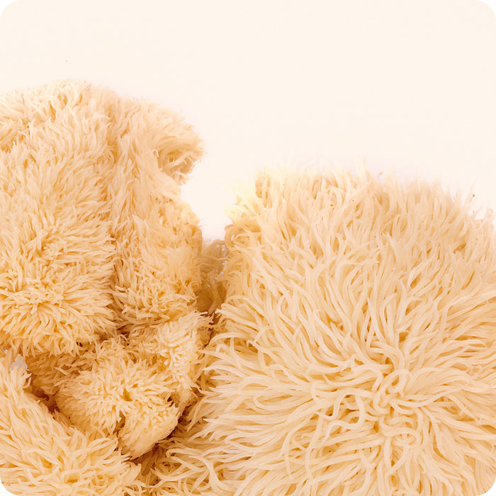 Lion’s Mane fruit