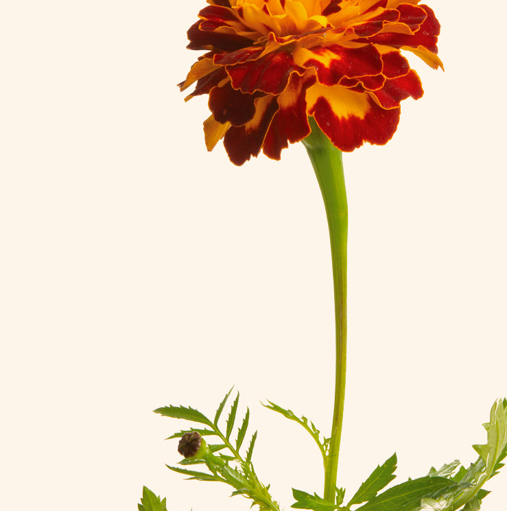 Fiori di calendula (luteina)