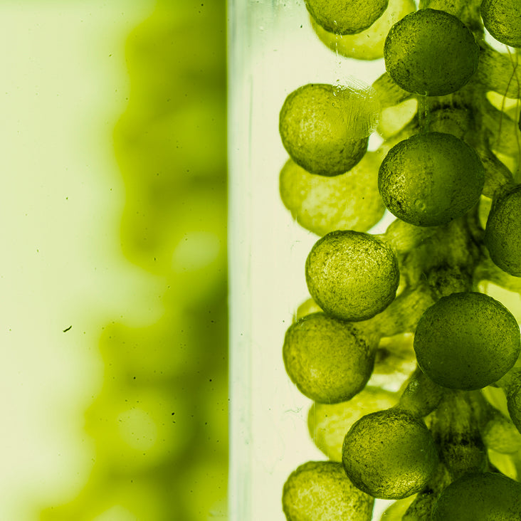Chlorelle biologique