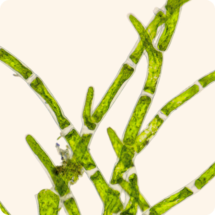 Spiruline biologique