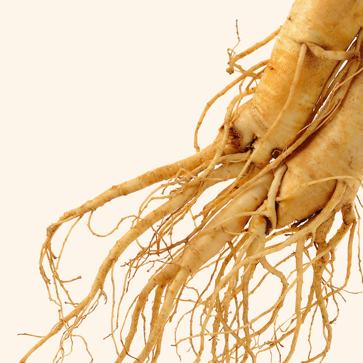 Racine de Panax ginseng