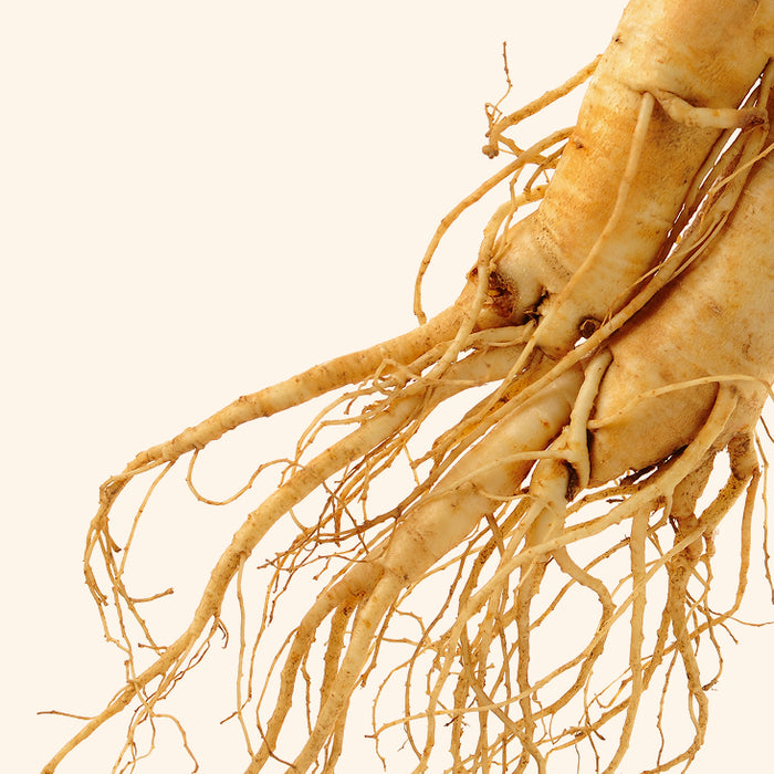 Racine de Panax ginseng