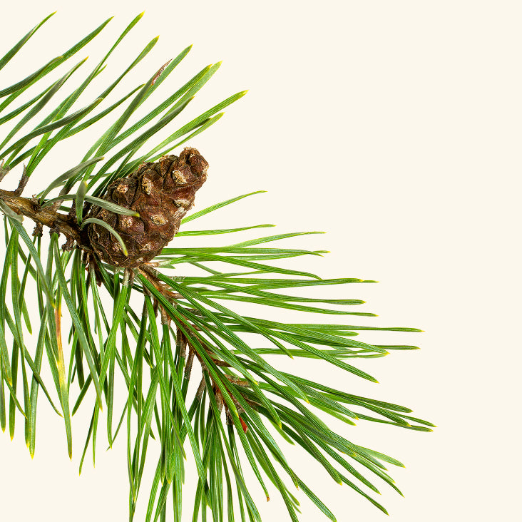 Pine (vegan D3)