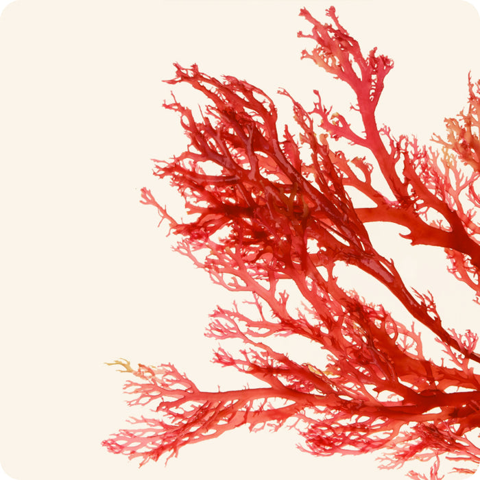 Red Microalgae