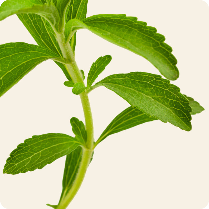 Stevia