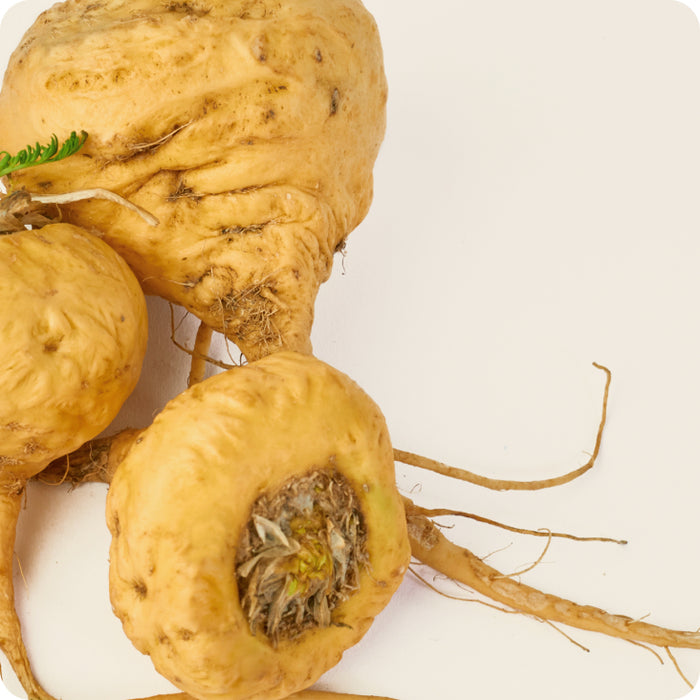 Racine de maca jaune