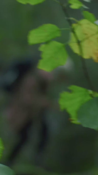 Close-up of green leaves gently moving in a lush Nordic forest, reflecting Aavalabs' connection to nature.