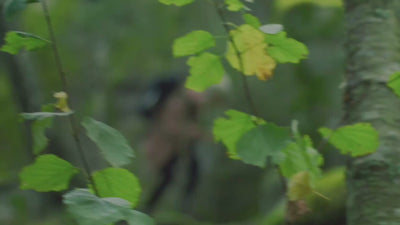 Close-up of green leaves and birch trees in a lush Nordic forest, reflecting Aavalabs' connection to nature